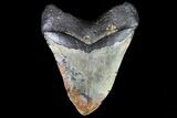 Huge, Fossil Megalodon Tooth - + Foot Shark #75545-2
